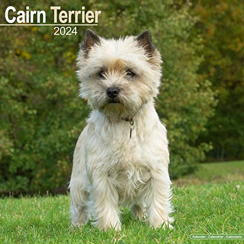 Cairn Terrier – Cairn Terrier 2024 – 16-Monatskalender: Original Avonside-Kalender [Mehrsprachig] [Kalender] (Wall-Kalender) von Avonside Publishing Ltd