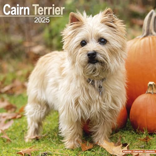 Cairn Terrier – Cairn Terrier 2025 – 16-Monatskalender: Original Avonside-Kalender [Mehrsprachig] [Kalender] (Wall-Kalender)