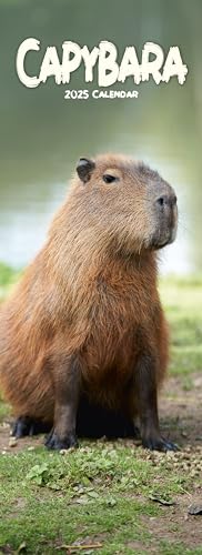Capybara – Wasserschwein 2025: Original Avonside-Kalender – Slimline [Mehrsprachig] [Kalender] (Slimline-Kalender)