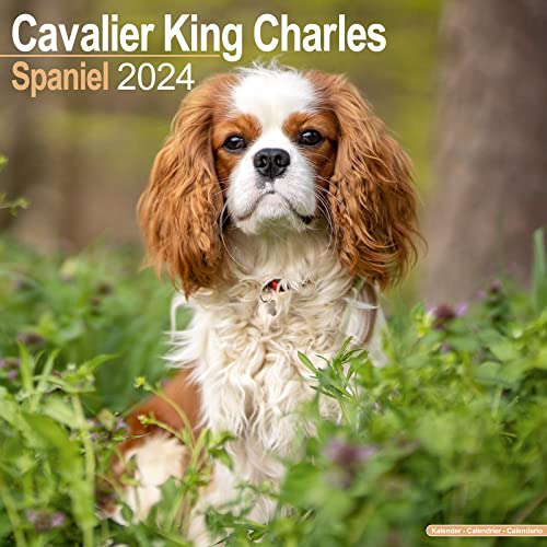 Cavalier King Charles Spaniel 2024 – 16-Monatskalender: Original Avonside-Kalender [Mehrsprachig] [Kalender] (Wall-Kalender)