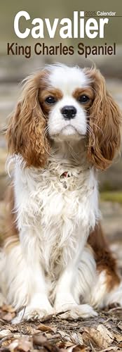 Cavalier King Charles Spaniels 2025: Original Avonside-Kalender – Slimline [Mehrsprachig] [Kalender] (Slimline-Kalender)