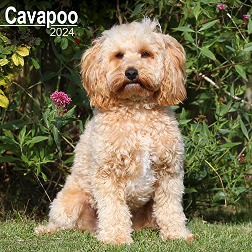 Cavapoo – Cavoodle 2024 - 16-Monatskalender: Original Avonside-Kalender [Mehrsprachig] [Kalender] (Wall-Kalender)