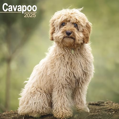 Cavapoo – Cavoodle 2025 - 16-Monatskalender: Original Avonside-Kalender [Mehrsprachig] [Kalender] (Wall-Kalender) von AVONSIDE
