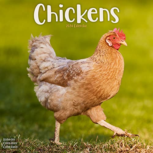 Chickens - Hühner 2024 - 16-Monatskalender: Original Avonside-Kalender [Mehrsprachig] [Kalender] (Wall-Kalender)