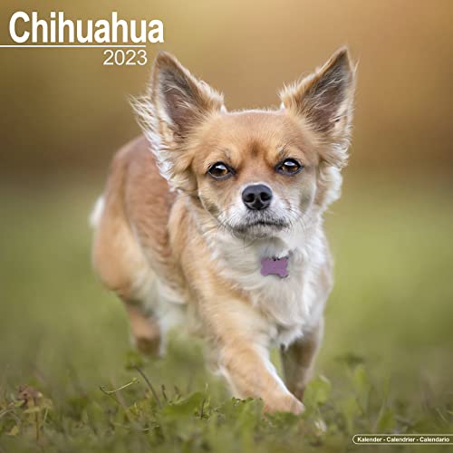 Chihuahua 2023- 16-Monatskalender: Original Avonside-Kalender [Mehrsprachig] [Kalender] (Wall-Kalender)
