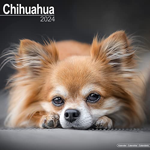 Chihuahua 2024 - 16-Monatskalender: Original Avonside-Kalender [Mehrsprachig] [Kalender] (Wall-Kalender) von Avonside Publishing Ltd