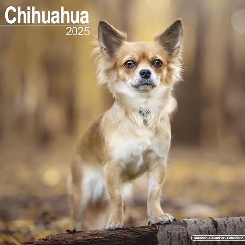Chihuahua 2025 - 16-Monatskalender: Original Avonside-Kalender [Mehrsprachig] [Kalender] (Wall-Kalender)