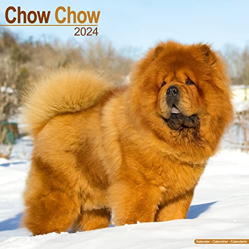 Chow Chow 2024 - 16-Monatskalender: Original Avonside-Kalender [Mehrsprachig] [Kalender] (Wall-Kalender) von Avonside Publishing Ltd