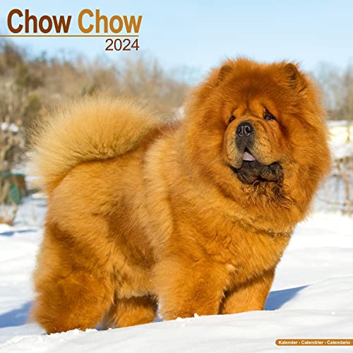 Chow Chow 2024 - 16-Monatskalender: Original Avonside-Kalender [Mehrsprachig] [Kalender] (Wall-Kalender)