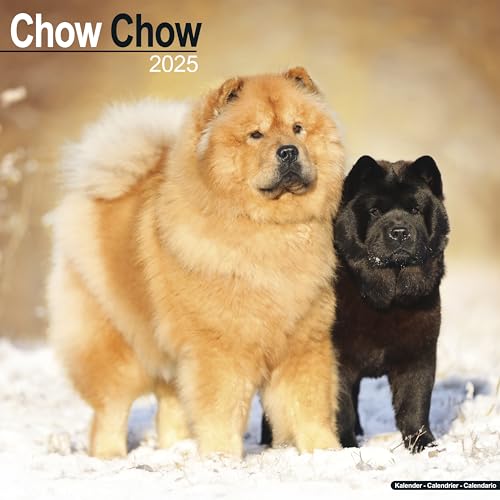 Chow Chow 2025 - 16-Monatskalender: Original Avonside-Kalender [Mehrsprachig] [Kalender] (Wall-Kalender)