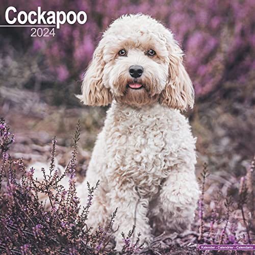 Cockapoo – Cockapoos 2024 - 16-Monatskalender: Original Avonside-Kalender [Mehrsprachig] [Kalender] (Wall-Kalender) von Brown Trout-Auslieferer Flechsig