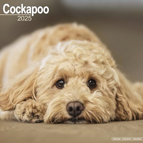Cockapoo – Cockapoos 2025 - 16-Monatskalender: Original Avonside-Kalender [Mehrsprachig] [Kalender] (Wall-Kalender)