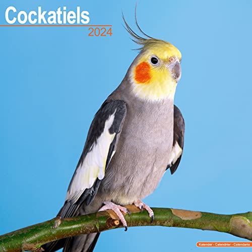 Cockatiels – Nymphensittiche 2024 – 16-Monatskalender: Original Avonside-Kalender [Mehrsprachig] [Kalender] (Wall-Kalender)
