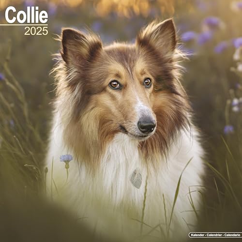 Collie 2025 - 16-Monatskalender: Original Avonside-Kalender [Mehrsprachig] [Kalender] (Wall-Kalender)