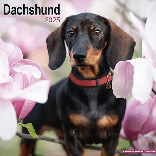 Dachshund - Dackel 2025 - 16-Monatskalender: Original Avonside-Kalender [Mehrsprachig] [Kalender] (Wall-Kalender)
