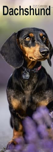 Dachshunds – Dackel 2025: Original Avonside-Kalender – Slimline [Mehrsprachig] [Kalender] (Slimline-Kalender)