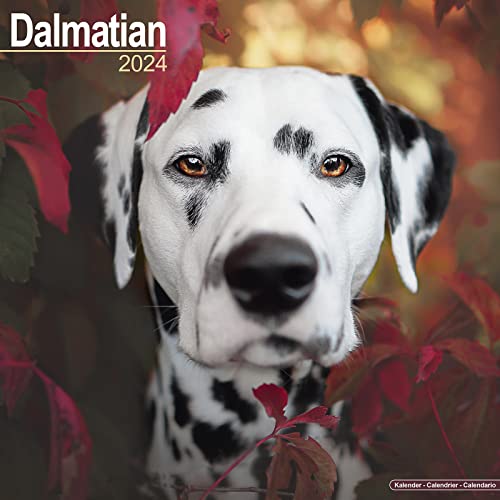 Dalmatian - Dalmatiner 2024 - 16-Monatskalender: Original Avonside-Kalender [Mehrsprachig] [Kalender] (Wall-Kalender) von Avonside Publishing Ltd