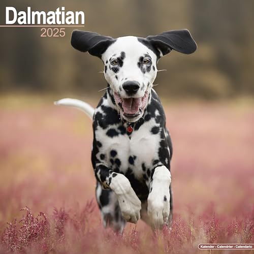 Dalmatian - Dalmatiner 2025 - 16-Monatskalender: Original Avonside-Kalender [Mehrsprachig] [Kalender] (Wall-Kalender)