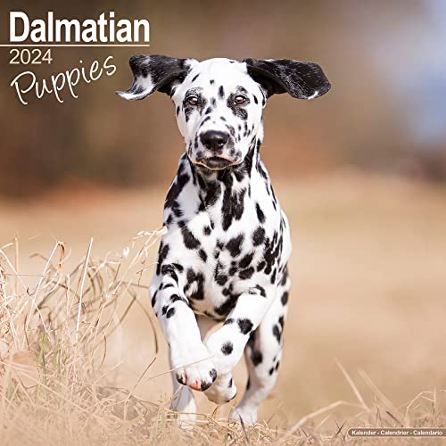 Dalmatian Puppies – Dalmatiner Welpen 2024 – 16-Monatskalender: Original Avonside-Kalender [Mehrsprachig] [Kalender] (Wall-Kalender) von AVONSIDE