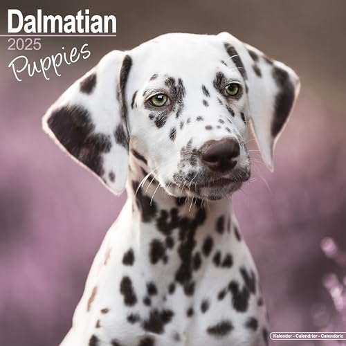 Dalmatian Puppies – Dalmatiner Welpen 2025 – 16-Monatskalender: Original Avonside-Kalender [Mehrsprachig] [Kalender] (Wall-Kalender)