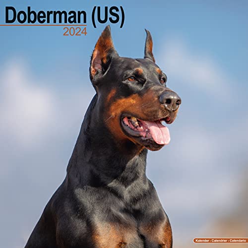 Doberman - Dobermann 2024 - 16-Monatskalender: Original Avonside-Kalender [Mehrsprachig] [Kalender] (Wall-Kalender) von Brown Trout-Auslieferer Flechsig