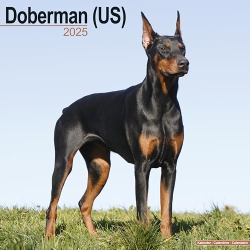 Doberman - Dobermann 2025 - 16-Monatskalender: Original Avonside-Kalender [Mehrsprachig] [Kalender] (Wall-Kalender)