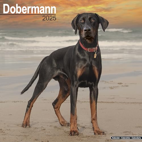 Dobermann 2025 - 16-Monatskalender: Original Avonside-Kalender [Mehrsprachig] [Kalender] (Wall-Kalender)