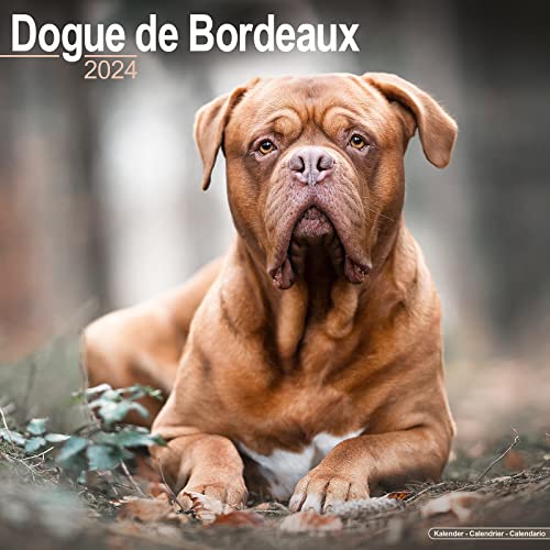 Dogue de Bordeaux - Bordeauxdoggen 2024 - 16-Monatskalender: Original Avonside-Kalender [Mehrsprachig] [Kalender] (Wall-Kalender) von Avonside Publishing Ltd