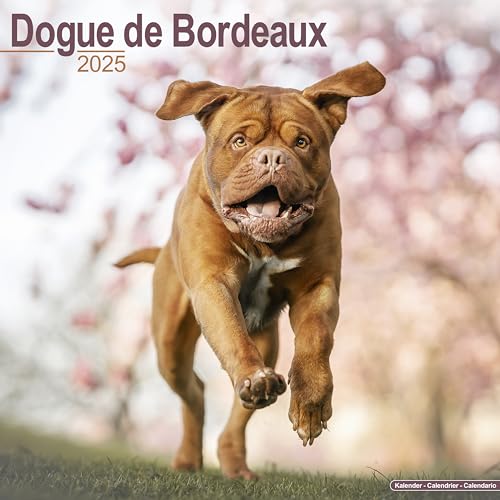 Dogue de Bordeaux - Bordeauxdoggen 2025 - 16-Monatskalender: Original Avonside-Kalender [Mehrsprachig] [Kalender] (Wall-Kalender)