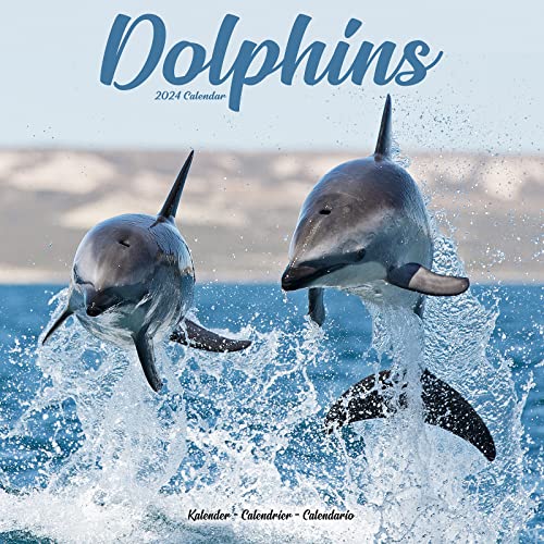 Dolphins – Delfine – Delphine 2024 – 16-Monatskalender: Original Avonside-Kalender [Mehrsprachig] [Kalender] (Wall-Kalender) von Avonside Publishing Ltd