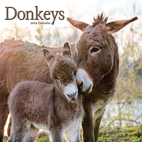 Donkeys - Esel 2024 - 16-Monatskalender: Original Avonside-Kalender [Mehrsprachig] [Kalender] (Wall-Kalender) von Avonside Publishing Ltd
