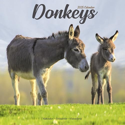 Donkeys – Esel 2025 – 16-Monatskalender: Original Avonside-Kalender [Mehrsprachig] [Kalender] (Wall-Kalender)