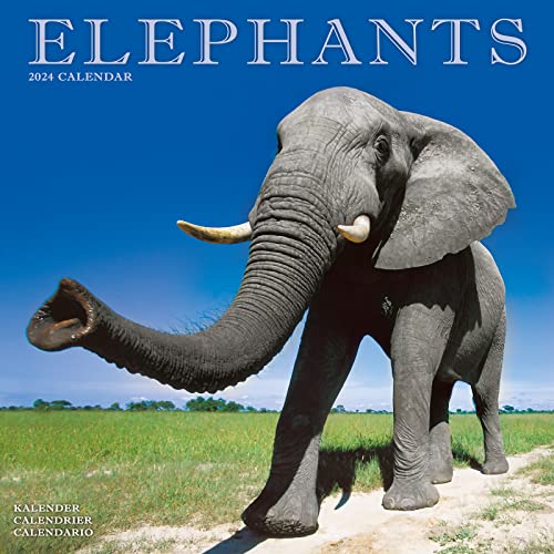 Elephants - Elefanten 2024 - 16-Monatskalender: Original Avonside-Kalender [Mehrsprachig] [Kalender] (Wall-Kalender) von Avonside Publishing Ltd