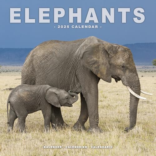 Elephants – Elefanten 2025 – 16-Monatskalender: Original Avonside-Kalender [Mehrsprachig] [Kalender] (Wall-Kalender)
