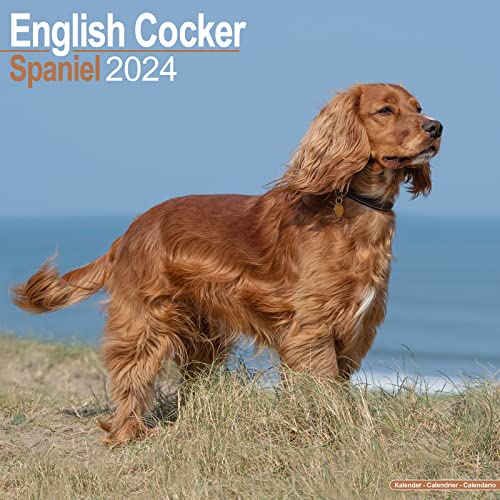 English Cocker Spaniel - Englische Cockerspaniels 2024 - 16-Monatskalender: Original Avonside-Kalender [Mehrsprachig] [Kalender] (Wall-Kalender)
