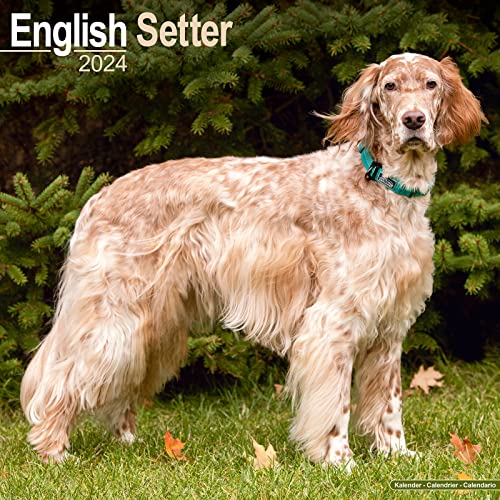 English Setter - Englisch Setter 2024 - 16-Monatskalender: Original Avonside-Kalender [Mehrsprachig] [Kalender] (Wall-Kalender) von Avonside Publishing Ltd