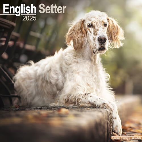 English Setter - Englisch Setter 2025 - 16-Monatskalender: Original Avonside-Kalender [Mehrsprachig] [Kalender] (Wall-Kalender)