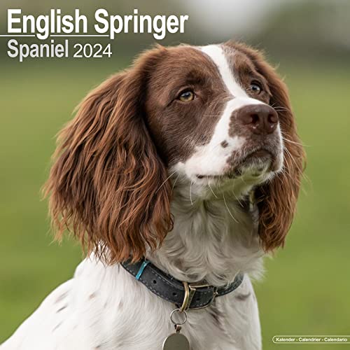 English Springer Spaniels 2024 - 16-Monatskalender: Original Avonside-Kalender [Mehrsprachig] [Kalender] (Wall-Kalender) von Avonside Publishing Ltd