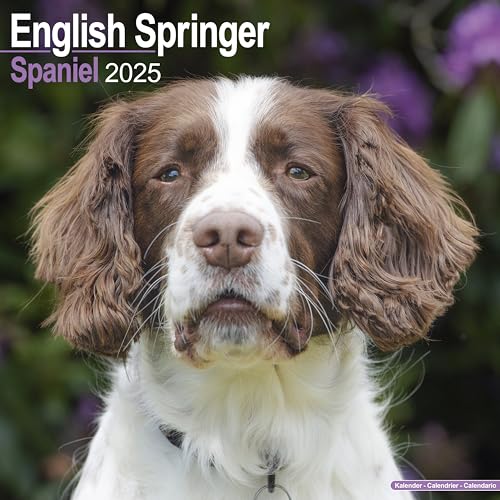 English Springer Spaniels 2025 - 16-Monatskalender: Original Avonside-Kalender [Mehrsprachig] [Kalender] (Wall-Kalender)