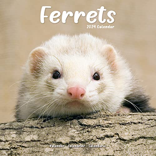 Ferrets - Frettchen 2024 - 16-Monatskalender: Original Avonside-Kalender [Mehrsprachig] [Kalender] (Wall-Kalender)