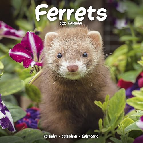 Ferrets – Frettchen 2025 – 16-Monatskalender: Original Avonside-Kalender [Mehrsprachig] [Kalender] (Wall-Kalender)