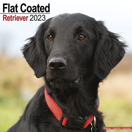 Flat-Coated Retriever 2023 - 16-Monatskalender: Original Avonside-Kalender [Mehrsprachig] [Kalender] (Wall-Kalender)