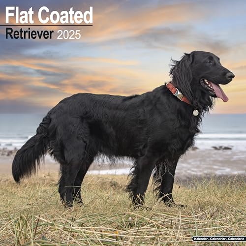 Flat-Coated Retriever 2025 - 16-Monatskalender: Original Avonside-Kalender [Mehrsprachig] [Kalender] (Wall-Kalender)