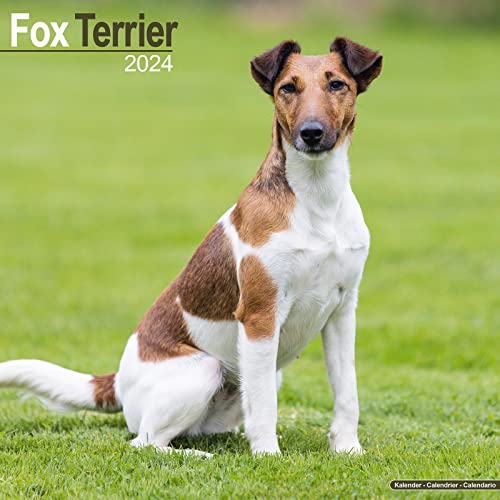 Fox Terrier - Foxterrier 2024 - 16-Monatskalender: Original Avonside-Kalender [Mehrsprachig] [Kalender] (Wall-Kalender) von Brown Trout-Auslieferer Flechsig