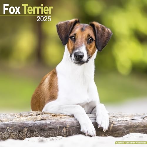 Fox Terrier - Foxterrier 2025 - 16-Monatskalender: Original Avonside-Kalender [Mehrsprachig] [Kalender] (Wall-Kalender) von AVONSIDE