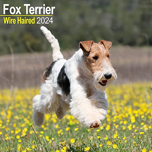 Fox Terrier Wirehaired - Drahthaar Foxterrier 2024 - 16-Monatskalender: Original Avonside-Kalender [Mehrsprachig] [Kalender] (Wall-Kalender)