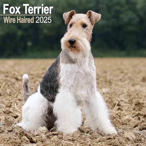 Fox Terrier Wirehaired - Drahthaar Foxterrier 2025 - 16-Monatskalender: Original Avonside-Kalender [Mehrsprachig] [Kalender] (Wall-Kalender)