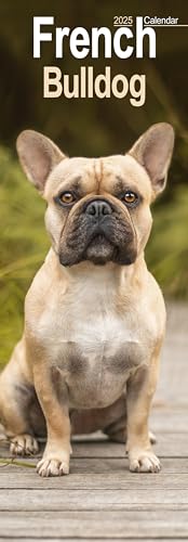 French Bulldog 2025: Original Avonside-Kalender – Slimline [Mehrsprachig] [Kalender] (Slimline-Kalender)