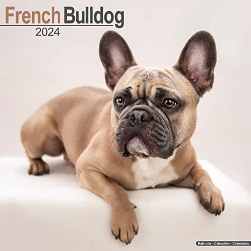 French Bulldog - Französische Bulldoggen 2024 - 16-Monatskalender: Original Avonside-Kalender [Mehrsprachig] [Kalender] (Wall-Kalender)