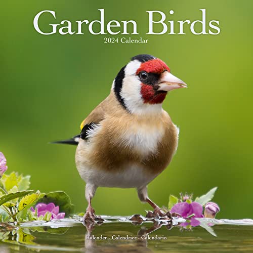 Garden Birds – Gartenvögel 2024 – 16-Monatskalender: Original Avonside-Kalender [Mehrsprachig] [Kalender] (Wall-Kalender)